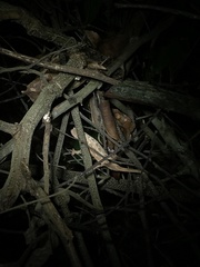 Rieppeleon kerstenii