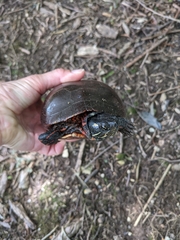 Chrysemys picta