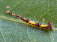 Furcula scolopendrina