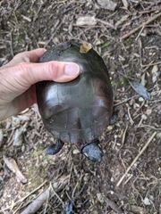 Chrysemys picta