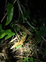 Rieppeleon kerstenii