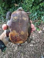 Chrysemys picta