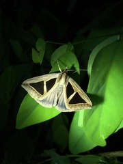 Parachalciope mahura