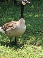 Branta canadensis