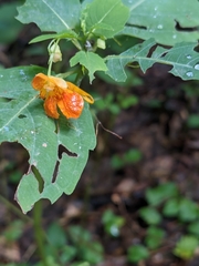 Impatiens capensis