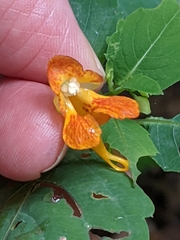 Impatiens capensis