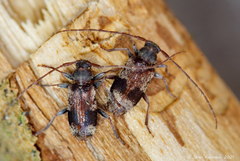 Exocentrus stierlini