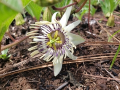 Passiflora karwinskii