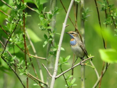 Luscinia svecica