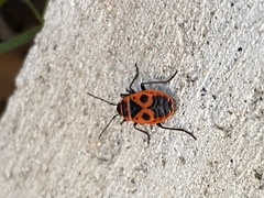 Pyrrhocoris apterus