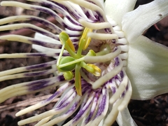 Passiflora karwinskii