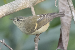 Phylloscopus pulcher