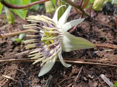 Passiflora karwinskii