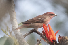 Carpodacus erythrinus