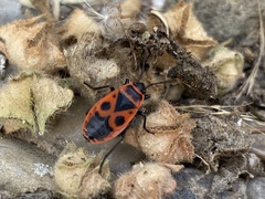 Pyrrhocoris apterus