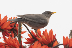 Turdus boulboul