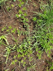 Passiflora karwinskii