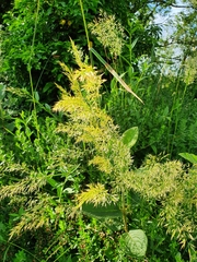 Trisetum flavescens