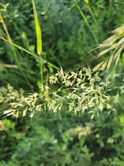 Trisetum flavescens