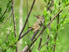Luscinia svecica
