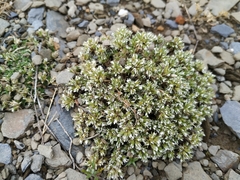 Arenaria querioides