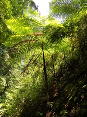 Cyathea costaricensis