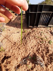 Lapeirousia simulans