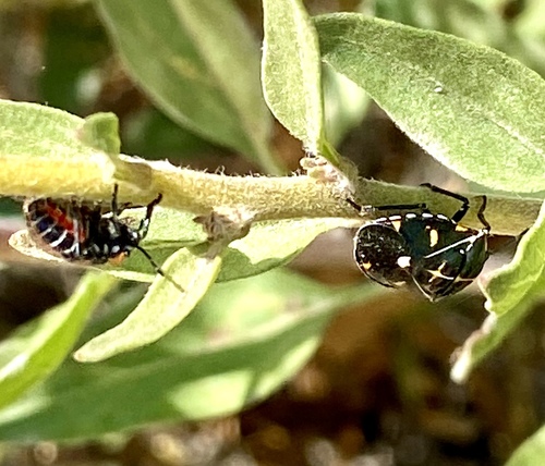 iNaturalist observation photo of Harlequin Bug