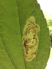 Calycomyza vogelmanni