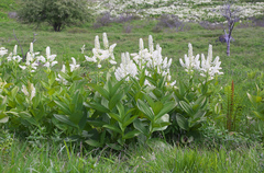 Veratrum stamineum