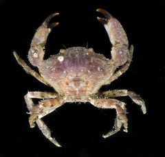Medaeops granulosus