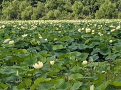 Nelumbo lutea