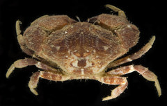 Medaeops granulosus