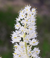 Veratrum stamineum