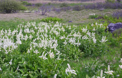 Veratrum stamineum