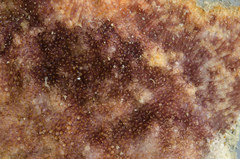 Schizoporella pungens