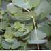 Eucalyptus cinerea - Photo (c) 
Photo by David J. Stang, osa oikeuksista pidätetään (CC BY-SA)