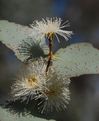 Eucalyptus cinerea