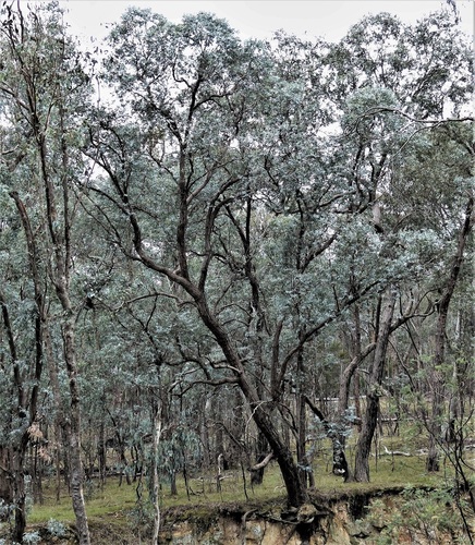 Eucalyptus cinerea