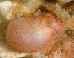 Pyuridae