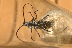 Sarosesthes fulminans