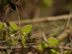 Pentatropis nivalis