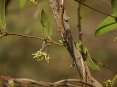 Pentatropis nivalis
