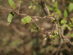 Pentatropis nivalis