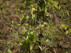 Pentatropis nivalis