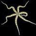Little Six-arm Brittle Star - Photo (c) smithsonian_marinegeo, some rights reserved (CC BY-NC-SA), uploaded by smithsonian_marinegeo