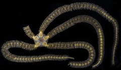 Macrophiothrix