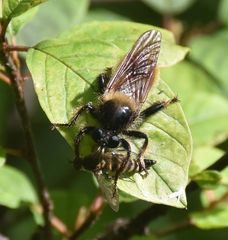 Laphria flava