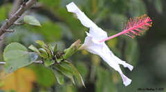 Hibiscus arnottianus