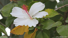 Hibiscus arnottianus